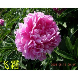 觀賞芍藥 精品芍藥 芍藥花 芍藥批發(fā)價格低廉 春秋園藝芍藥