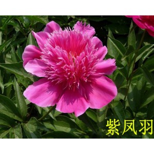 觀賞芍藥 精品芍藥 芍藥花 芍藥批發(fā)價格低廉 春秋園藝芍藥