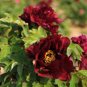 觀賞牡丹 精品牡丹 牡丹價格 牡丹批發價格 春秋園藝牡丹