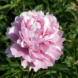 菏澤牡丹基地供應出售精品觀賞芍藥 芍藥苗批發價格