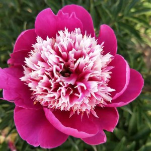 菏澤牡丹基地供應出售精品觀賞芍藥 芍藥苗批發價格