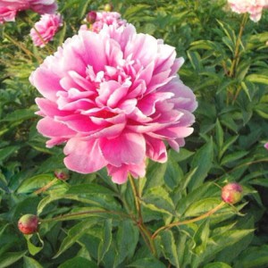 菏澤牡丹基地供應出售精品觀賞芍藥 芍藥苗批發價格