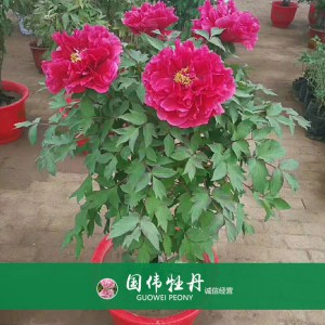 盆栽牡丹 精品牡丹 菏澤牡丹苗批發(fā) 牡丹苗價(jià)格 國(guó)偉牡丹苗種植基地常年供應(yīng)牡丹苗