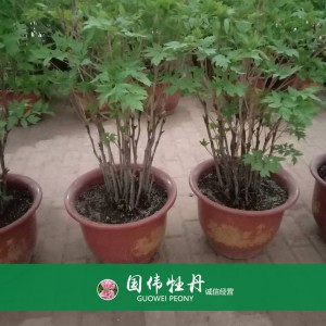 盆栽牡丹 精品牡丹 菏澤牡丹苗批發(fā) 牡丹苗價(jià)格 國(guó)偉牡丹苗種植基地常年供應(yīng)牡丹苗