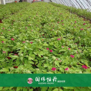 盆栽牡丹 精品牡丹 菏澤牡丹苗批發(fā) 牡丹苗價(jià)格 國(guó)偉牡丹苗種植基地常年供應(yīng)牡丹苗