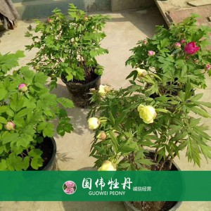 盆栽牡丹 精品牡丹 菏澤牡丹苗批發(fā) 牡丹苗價(jià)格 國(guó)偉牡丹苗種植基地常年供應(yīng)牡丹苗