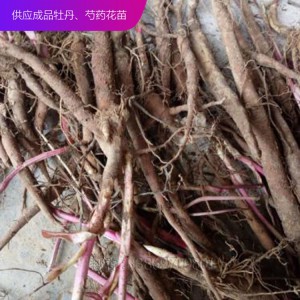 芍藥種子 芍藥芽 芍藥苗 觀賞芍藥 芍藥花苗