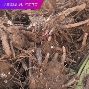 芍藥種子 芍藥芽 芍藥苗 觀賞芍藥 芍藥花苗