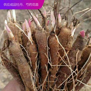 芍藥種子 芍藥芽 芍藥苗 觀賞芍藥 芍藥花苗