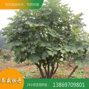 菏澤牡丹基地 優質牡丹樹供應 百年牡丹古樹培育 觀賞牡丹樹價格