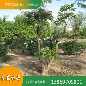 菏澤牡丹基地 優質牡丹樹供應 百年牡丹古樹培育 觀賞牡丹樹價格