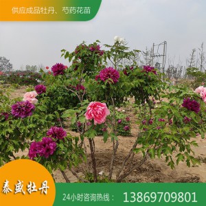 菏澤牡丹基地 優質牡丹樹供應 百年牡丹古樹培育 觀賞牡丹樹價格