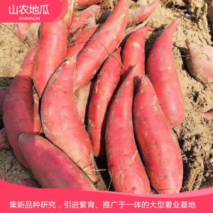 西瓜紅 地瓜 地瓜苗 紅薯苗 山東地瓜苗 廠家直銷(xiāo) 地瓜苗基地