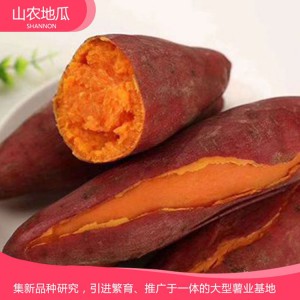 普薯32 地瓜 地瓜苗 紅薯苗 山東地瓜苗 廠家直銷 地瓜苗基