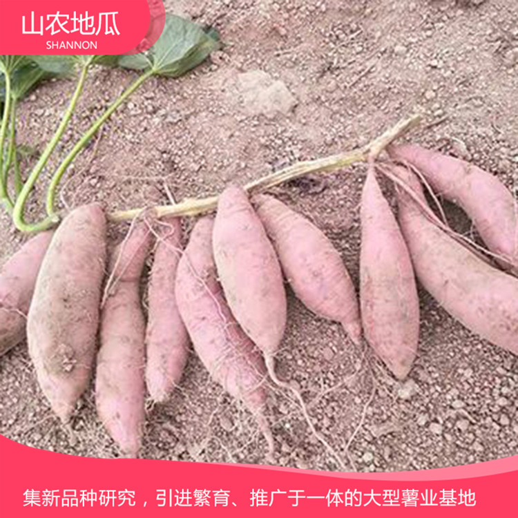 安徽蕪湖 優(yōu)良紅薯苗 紅薯種苗價(jià)格 高品質(zhì)地瓜苗批發(fā)