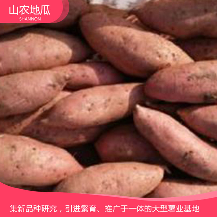 山東威海煙薯25 鶯歌 商薯19地瓜苗批發 普薯32 秦薯8號批發