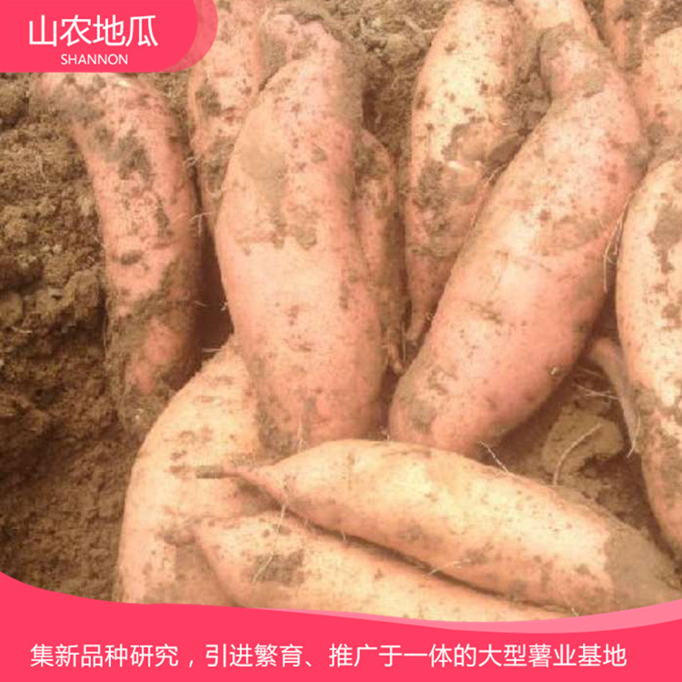 山東威海煙薯25 鶯歌 商薯19地瓜苗批發 普薯32 秦薯8號批發