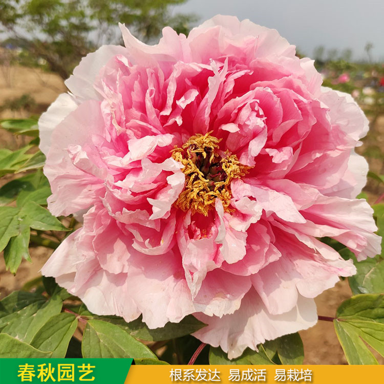 精品觀賞牡丹 庭院栽培牡丹花 品種眾多 重瓣多枝