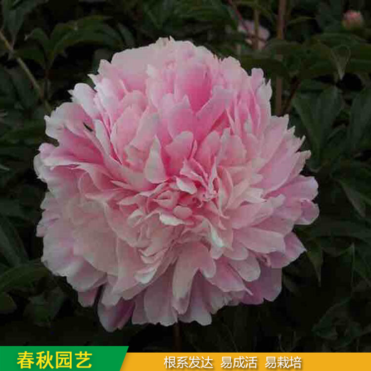 多色芍藥 精品千層芍藥花 大花芍藥品種 基地培育種植