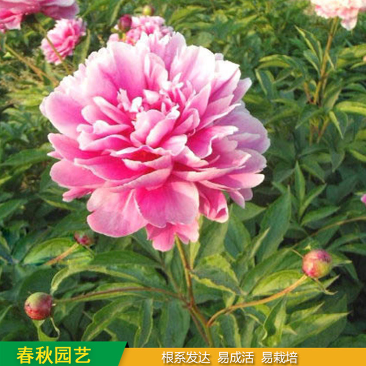 多色芍藥 精品千層芍藥花 大花芍藥品種 春秋園藝