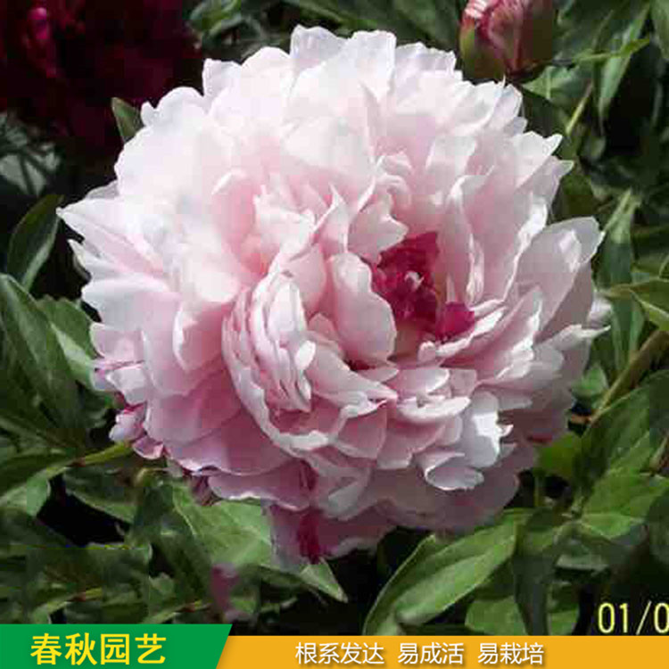 多色芍藥 精品千層芍藥花 大花芍藥品種 基地培育種植