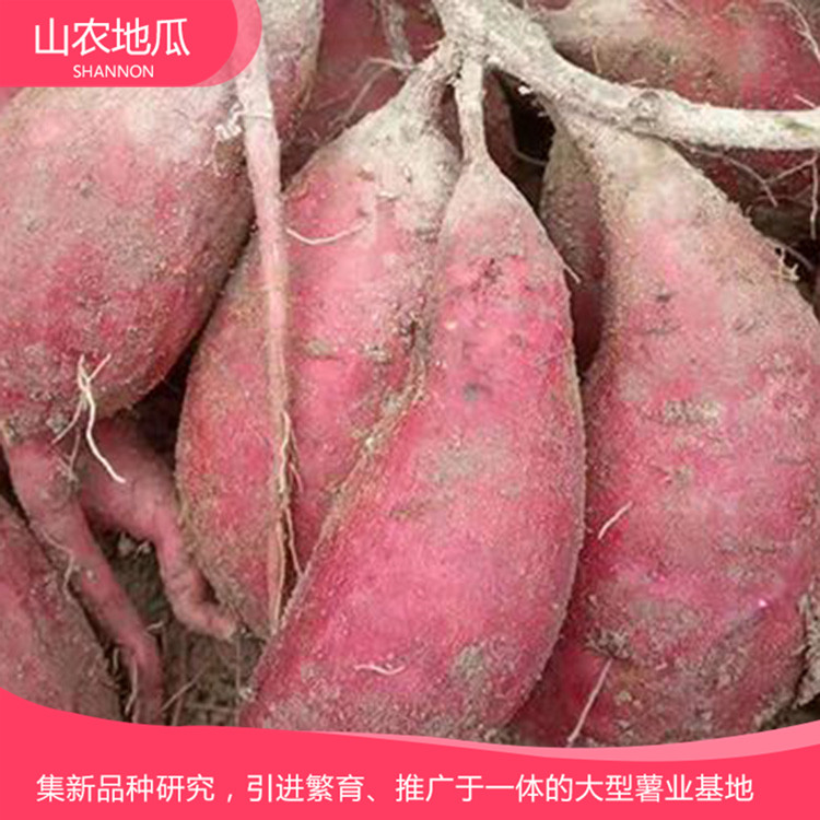 批發銷售地瓜苗 山東地瓜苗種植基地 支持批發