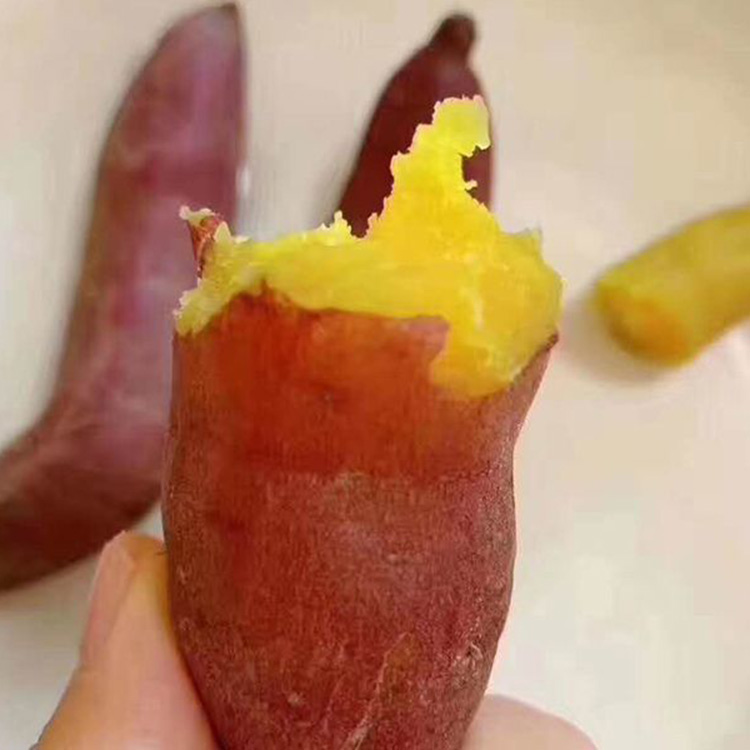 批發銷售地瓜苗 山東地瓜苗種植基地 支持批發