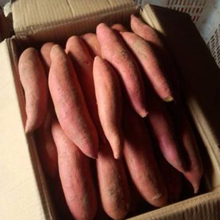 批發銷售地瓜苗 山東地瓜苗種植基地 支持批發