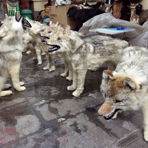 仿真狼 仿真動物模型廠家供應  廠家直銷  仿真動物  逼真仿真動物