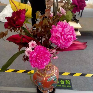 基地直供盆花芍藥 觀賞芍藥花 芍藥鮮切花