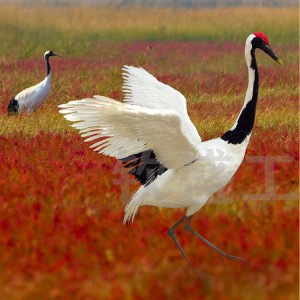 仿真丹頂鶴標(biāo)本 仿真羽毛動(dòng)物模型 景區(qū)創(chuàng)意擺件