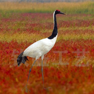 仿真丹頂鶴標(biāo)本 仿真羽毛動(dòng)物模型 景區(qū)創(chuàng)意擺件