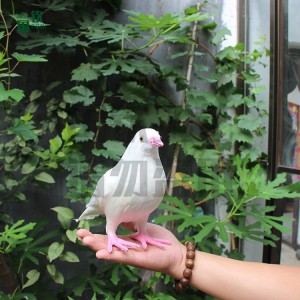 仿真白鴿模型 影視道具 仿真動物模型設(shè)計加工