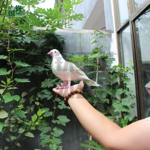 仿真白鴿模型 影視道具 仿真動物模型設(shè)計加工