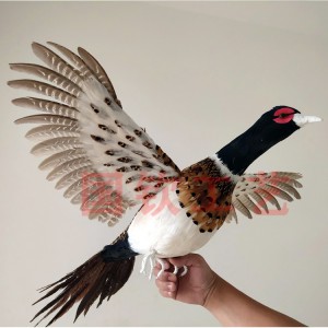 環(huán)頸雉雞 山雞 野雞展翅模型擺件